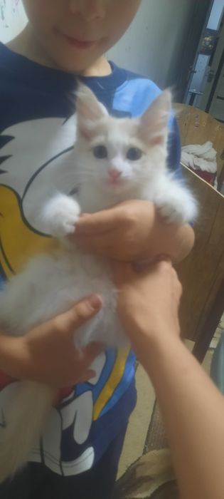 Отдаеться котик бесплатно