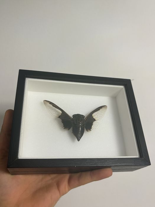 Rare Praying Mantis Butterfly Framed Insect Art Cadou Inedit Fluture Mantis Rama Decor Exotic 70 Euro Praying Mantis Butterfly Framed Art entomologice