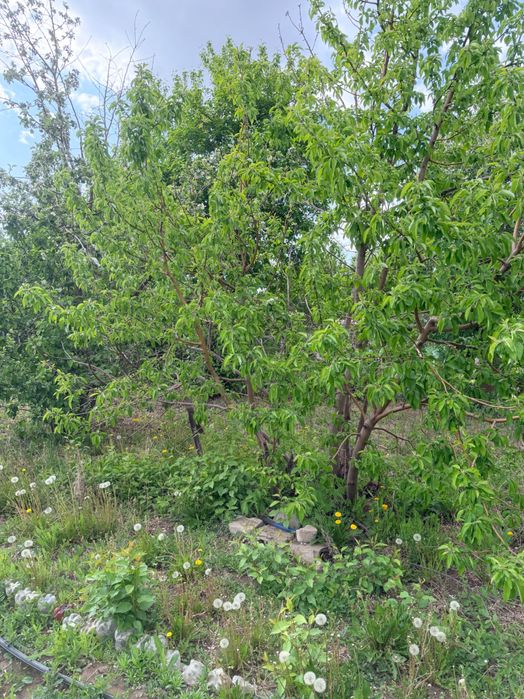 Продам дачу, сад.энтузиастов
