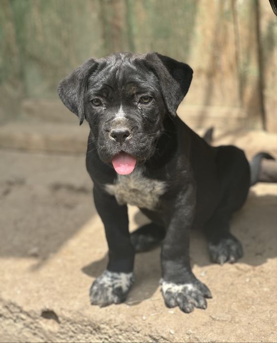Femela cane corso black