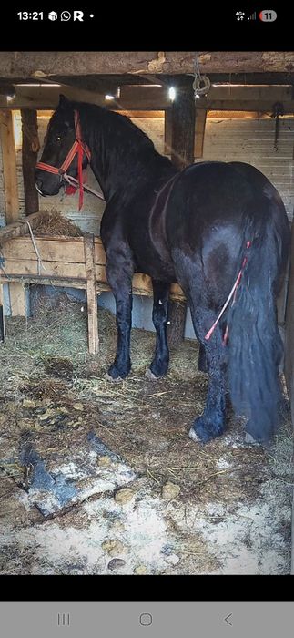 Vând armăsar foarte cuminte