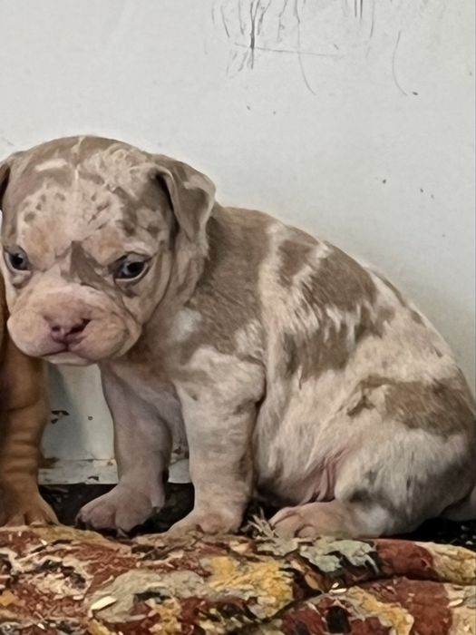 Американский булли щенки