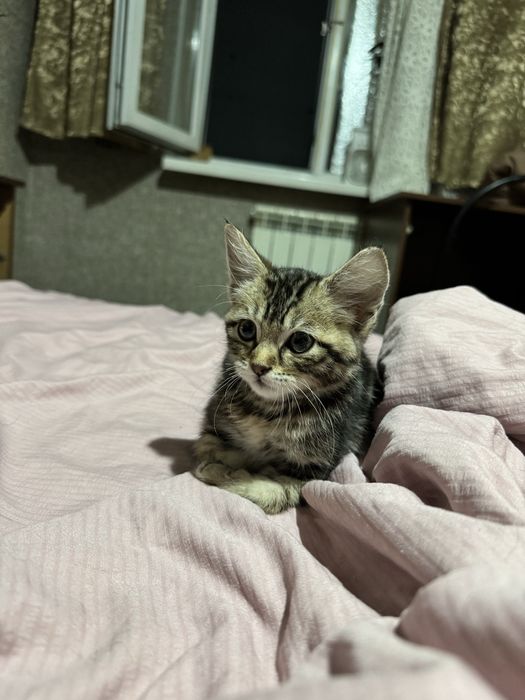 Отдам котенка в добрые руки