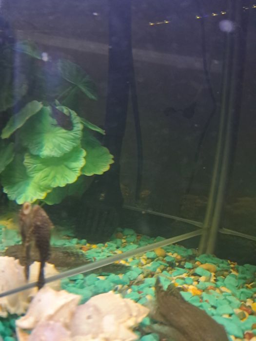 Мальки анциструсов (зеленые)