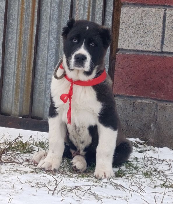 Мощный Алабайчик.