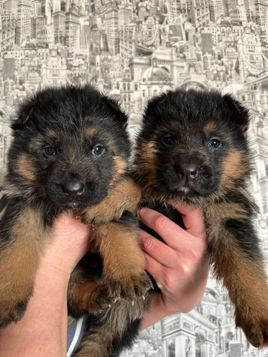 Щенки немецкой овчарки