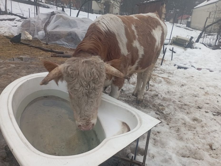 Vând taure în vârstă de 2ani și luni