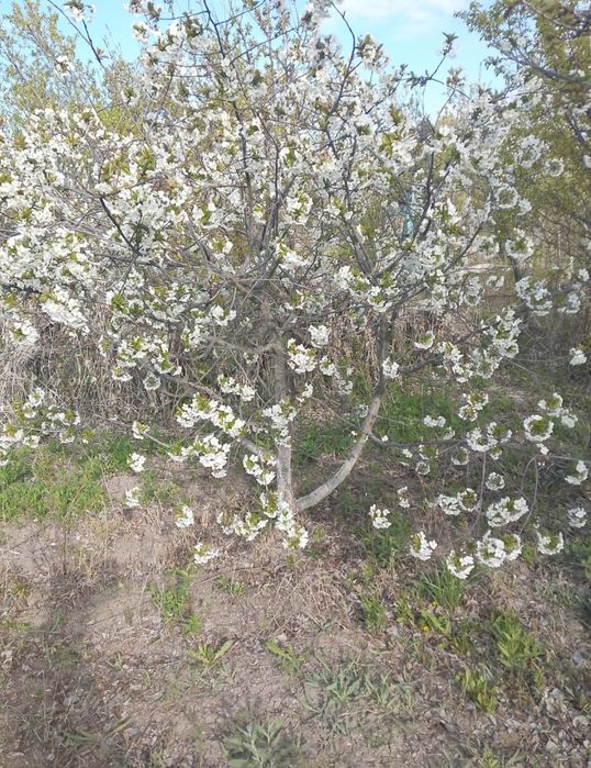 Дача на Бугарках