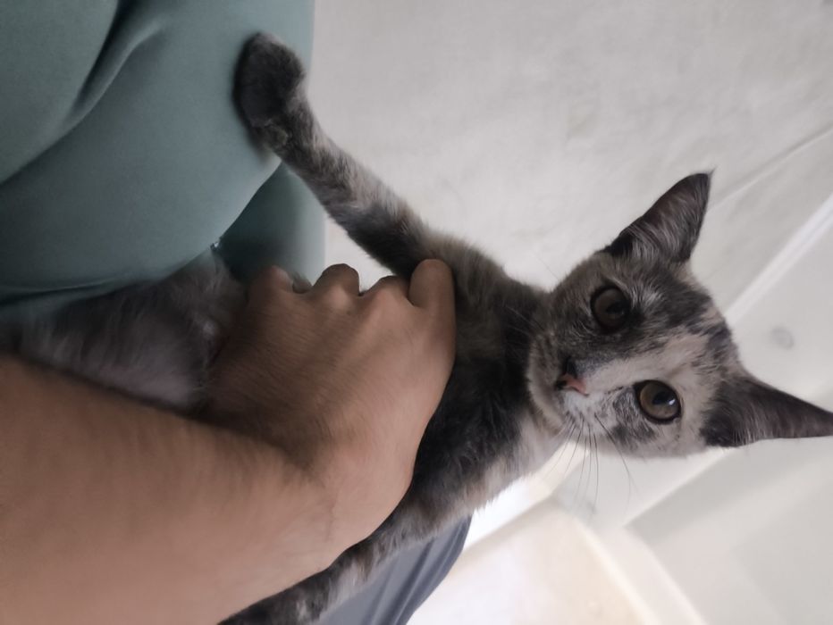 Кошка 2.5 месяцев