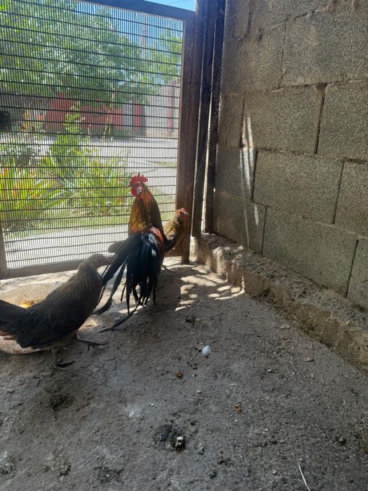 Феникс кораз бен тауыктар