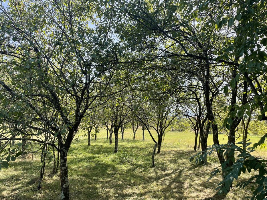 Teren intravilan de vanzare Mesesenii de Jos