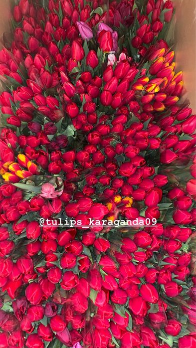 Голландские тюльпаны оптом