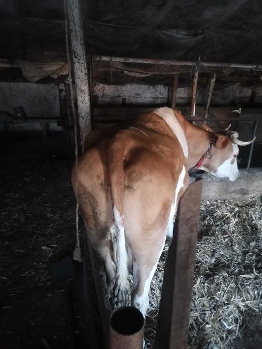 Vând 2 vaci de lapte și 2 vitei ințărcați