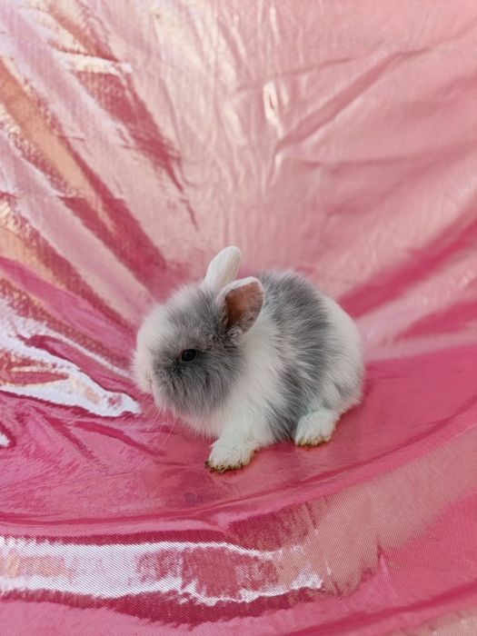 Продаются карликовые крольчата. Karlik quyon bolalari sotiladi