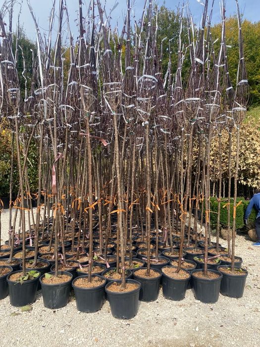 Prunus pisardii catalpa globulară transportul gratuit