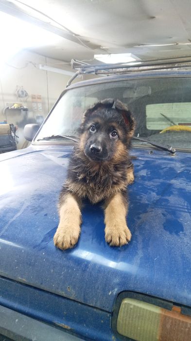 Щенок немецкой овчарки