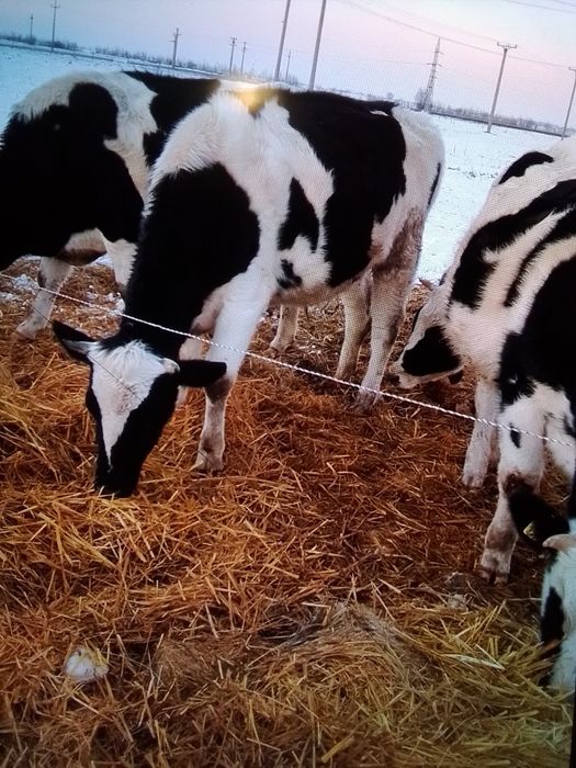 Vând junici gestante