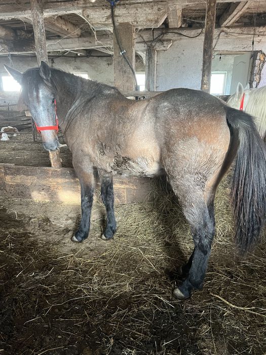 Manza de un an si 2 luni