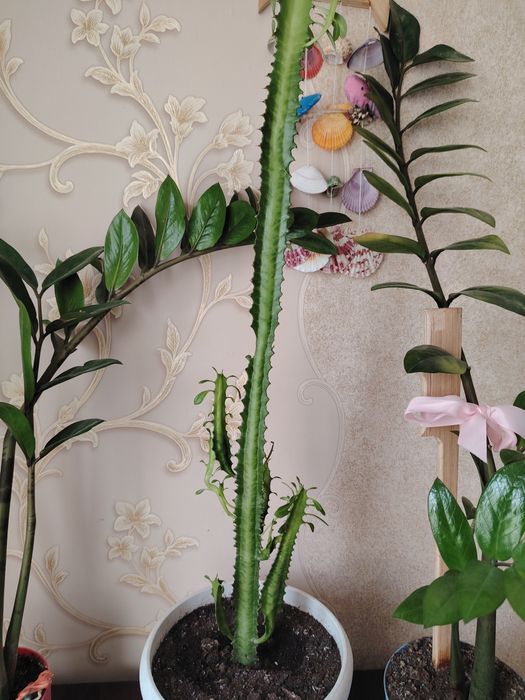 Комнатные растения,растения в офис