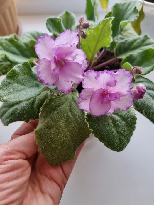 Фиалки. Очень красивые.