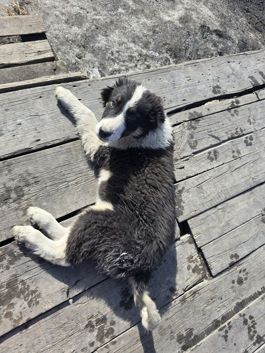 Собака щенок в добрые руки (3.5 месяца, девочка)