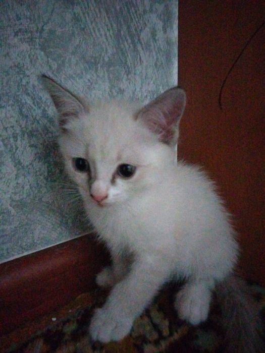 Отдам котят даром