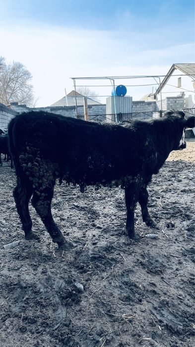 Қашар семіз жемде тұрған