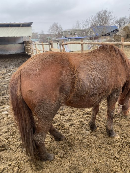 Кысыр бие кобыла