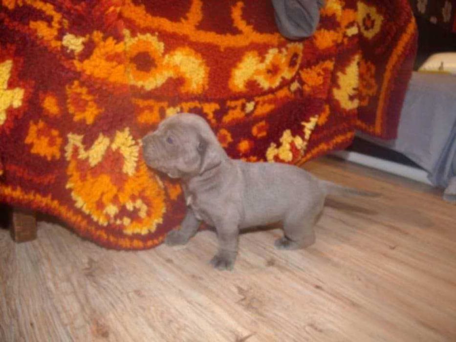 Кане Корсо, кученца,