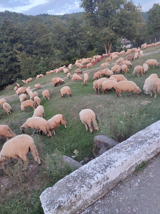 Vând 250 de oi țurcane