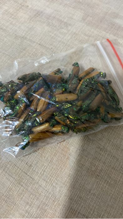 Алтын қоңыз емі зиянсыз