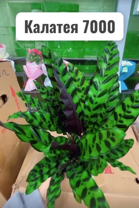 Комнатные растения