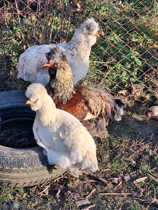 Fac precomenzi pentru oua de incubat