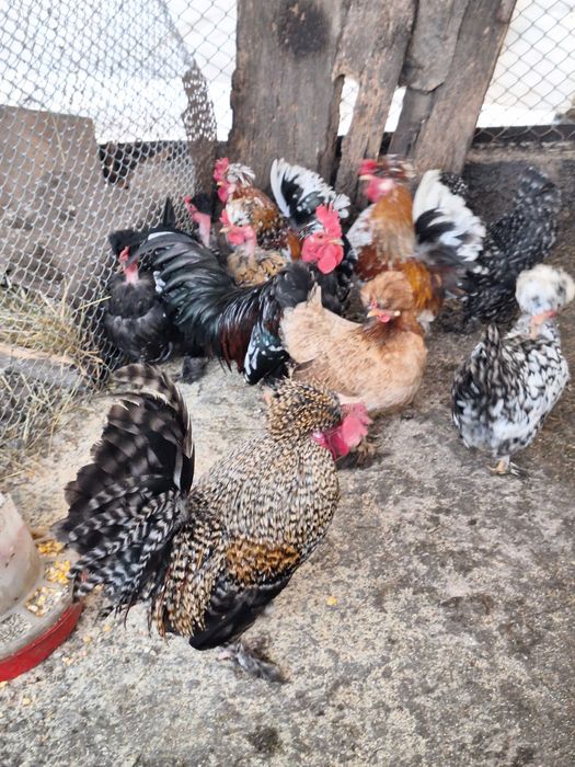 Продавам оплодени яйца от джинките на снимкитее