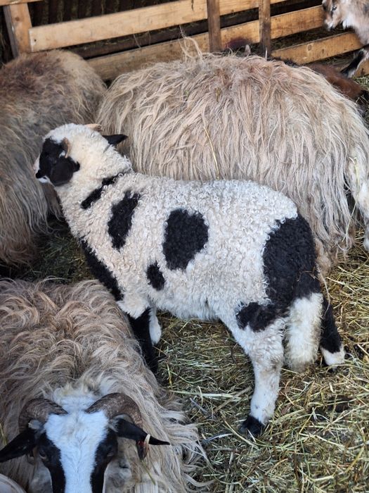 Berbecuț brez de vânzare