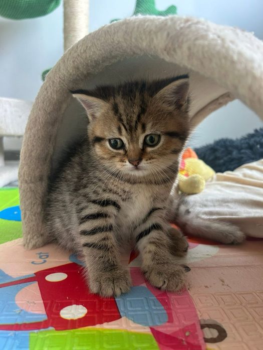 American shorthair cu pedigree