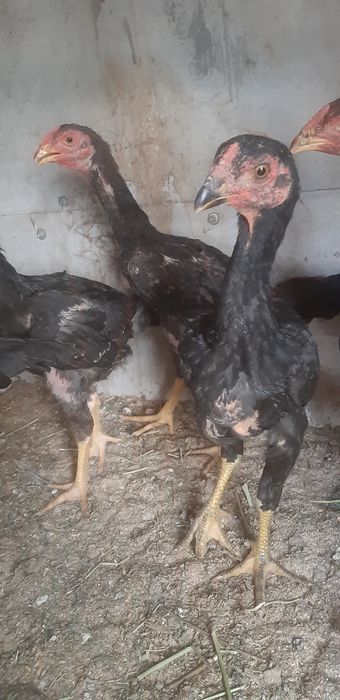 Продам цыплят дакан