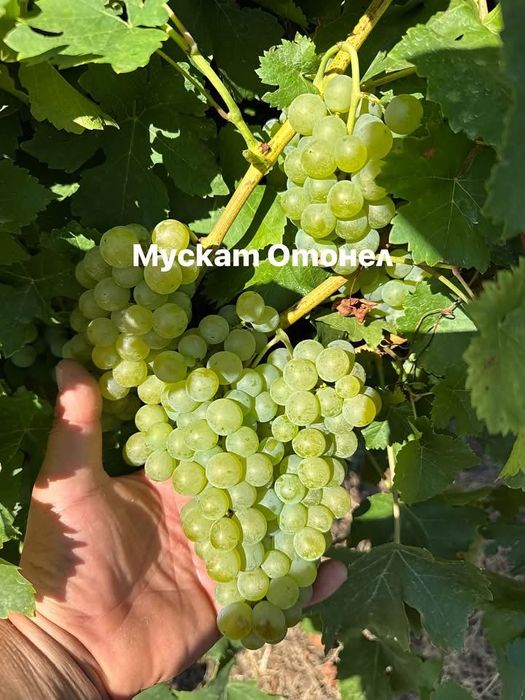 Грозде Совиньон и Мускат