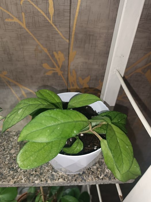 Цветок Хойя , асал томчи гул