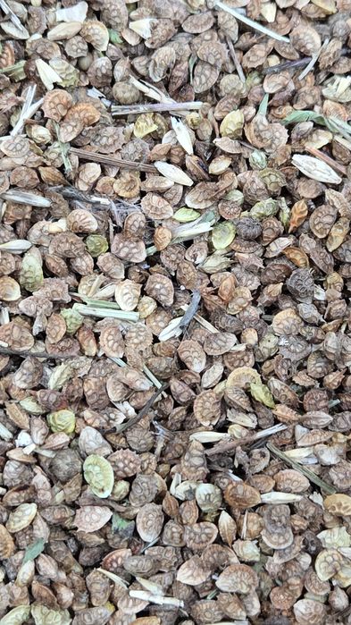 Экспорцет  семена тұқым