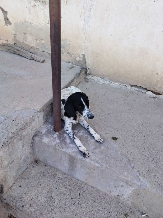 Ruskiy spaniel 2 ta urgochi bolasi