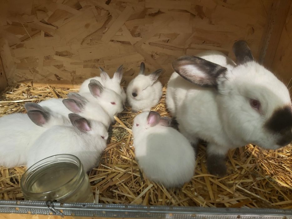 Продается кролики крольчата куен болалари