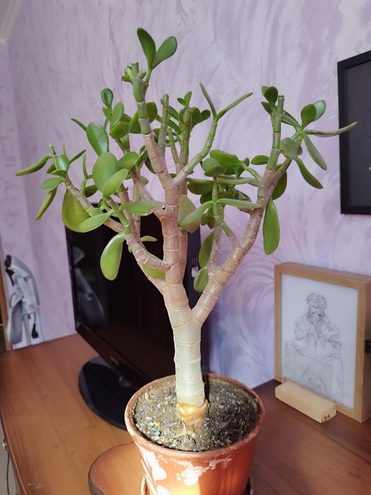 Продам комнатные цветы