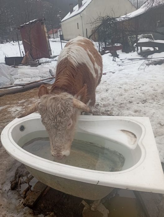 Vând taure în vârstă de 2ani și luni