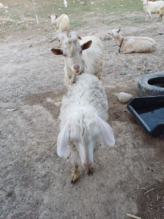 Продам коз, козлов и козлят