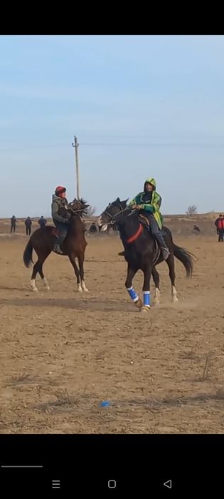 Uloqchi OT sotiladi qora peshana oq