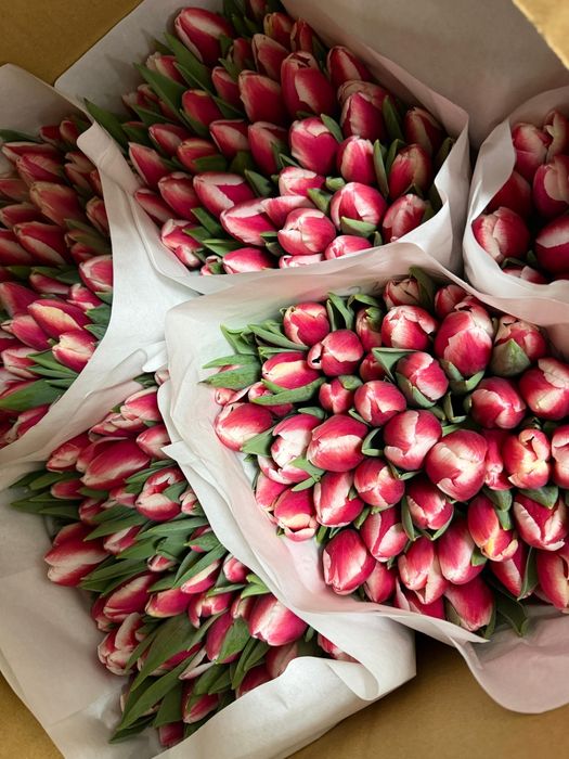 Тюльпаны предзаказ