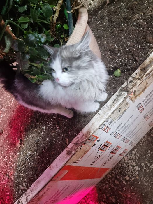 Отдам котёнка в хорошие руки