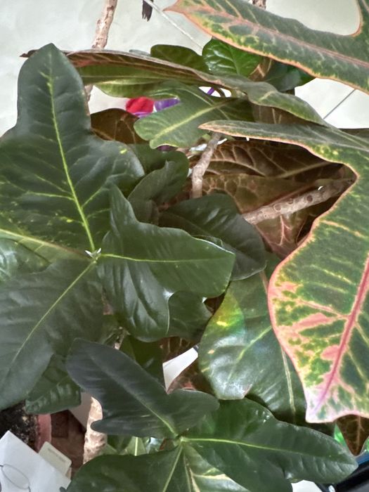 Кротон - комнатное растение