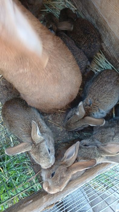 Продаются Кролики